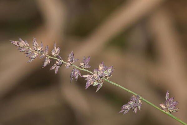 Eragrostis elongata Inflorescence