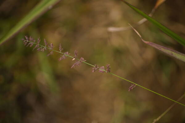 Eragrostis elongata Inflorescence