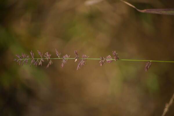 Eragrostis elongata Inflorescence