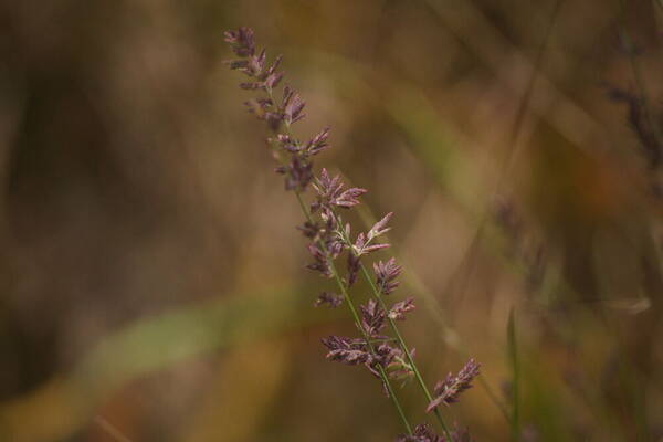 Eragrostis elongata Inflorescence