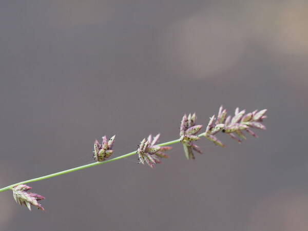 Eragrostis elongata Inflorescence