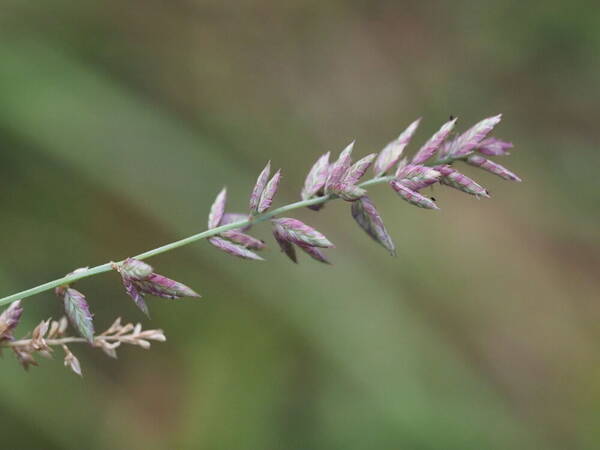 Eragrostis elongata Inflorescence