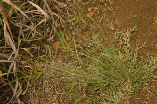 Eragrostis elongata Plant