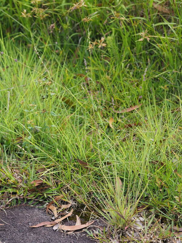 Eragrostis elongata Plant