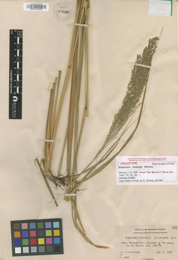 Eragrostis fosbergii Holotype specimen