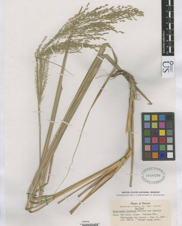 Eragrostis fosbergii Isotype specimen