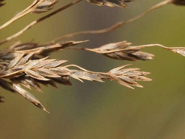 Eragrostis grandis Spikelets