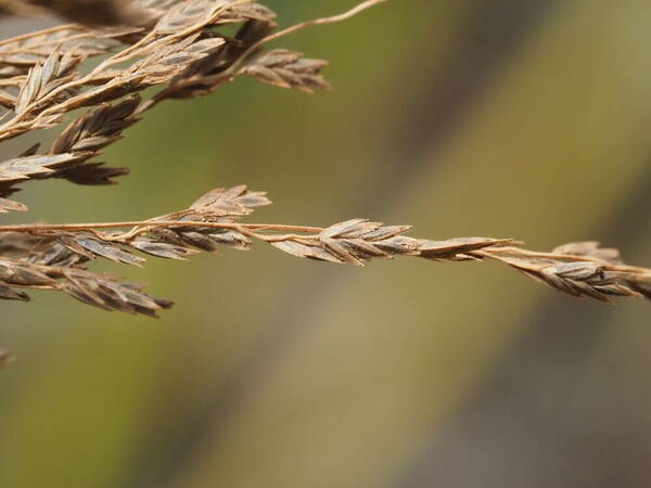 Eragrostis grandis Spikelets