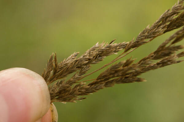 Eragrostis grandis Spikelets