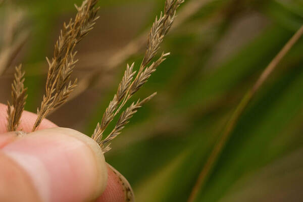 Eragrostis grandis Spikelets