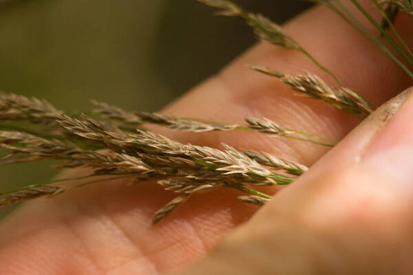 Eragrostis grandis Spikelets