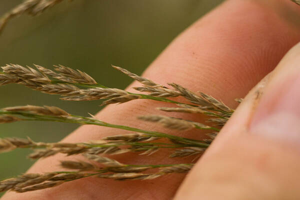 Eragrostis grandis Spikelets