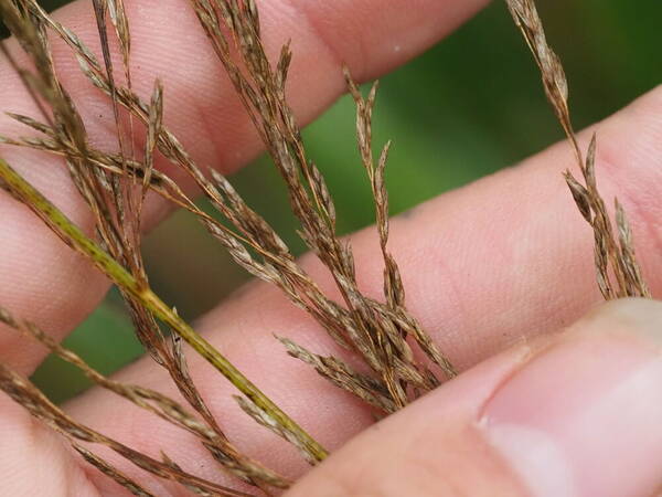 Eragrostis grandis Spikelets