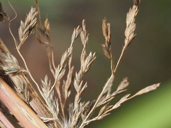 Eragrostis grandis Spikelets