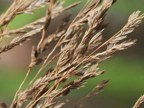 Eragrostis grandis Spikelets