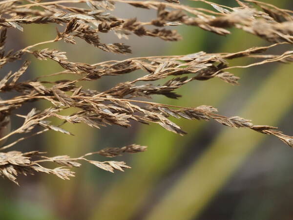 Eragrostis grandis Spikelets