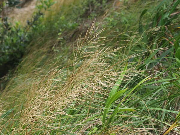 Eragrostis grandis Habit