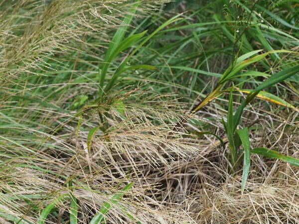 Eragrostis grandis Habit