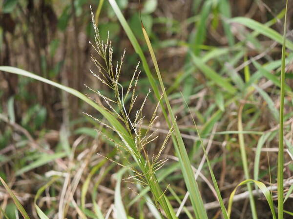 Eragrostis grandis Inflorescence