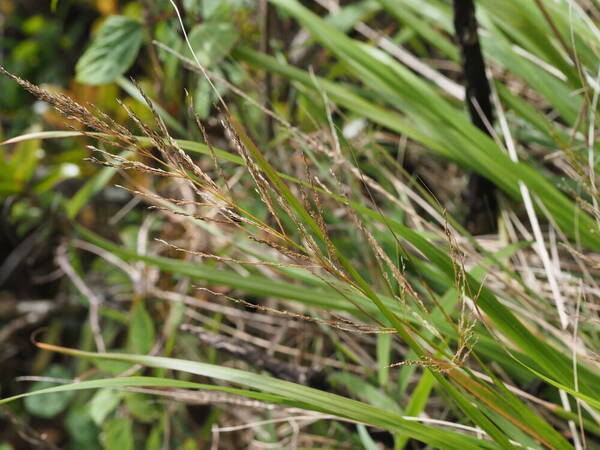 Eragrostis grandis Inflorescence