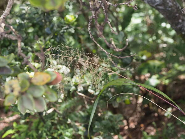 Eragrostis grandis Inflorescence