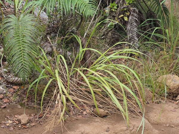 Eragrostis grandis Plant