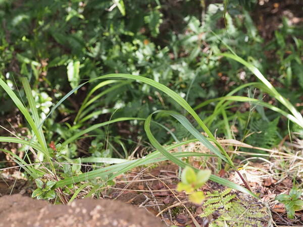 Eragrostis grandis Plant