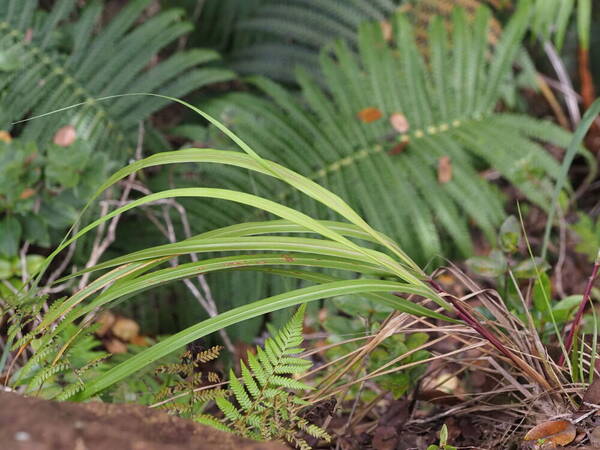 Eragrostis grandis Plant