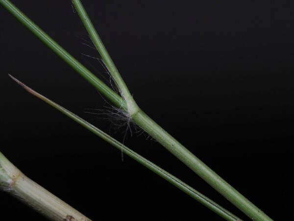 Eragrostis leptophylla Collar