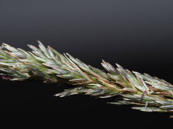 Eragrostis leptophylla Spikelets