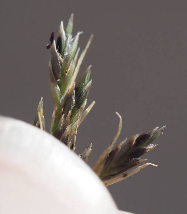 Eragrostis leptophylla Spikelets