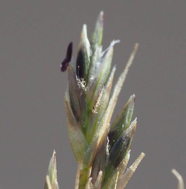 Eragrostis leptophylla Spikelets