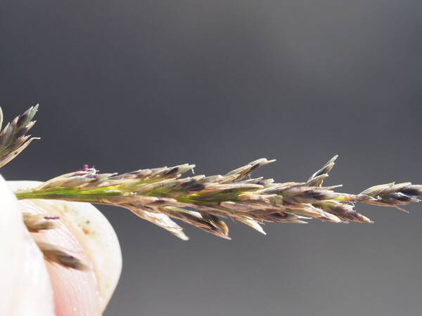 Eragrostis leptophylla Spikelets