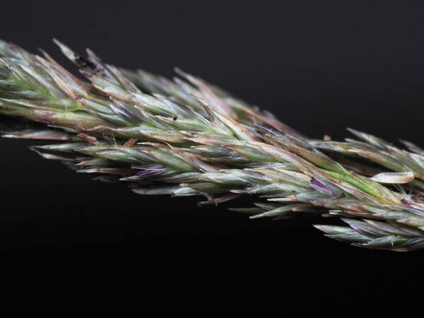 Eragrostis leptophylla Spikelets