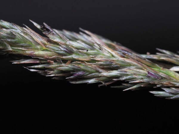 Eragrostis leptophylla Spikelets