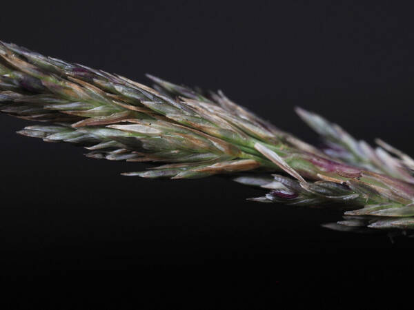 Eragrostis leptophylla Spikelets