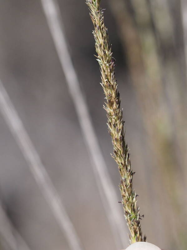 Eragrostis leptophylla Inflorescence