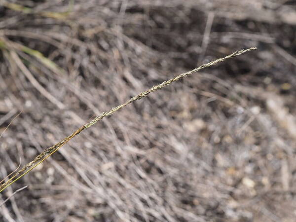 Eragrostis leptophylla Inflorescence