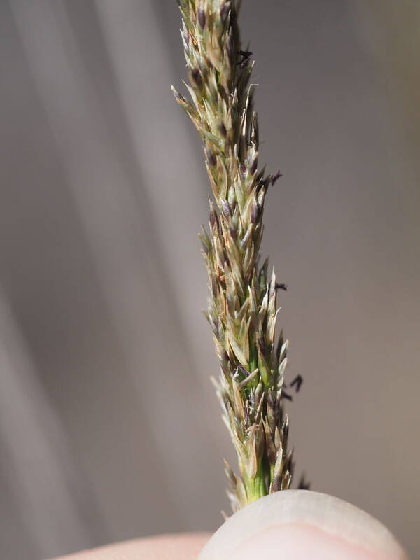 Eragrostis leptophylla Inflorescence