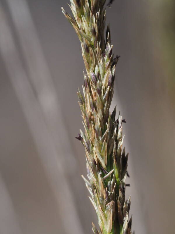 Eragrostis leptophylla Inflorescence