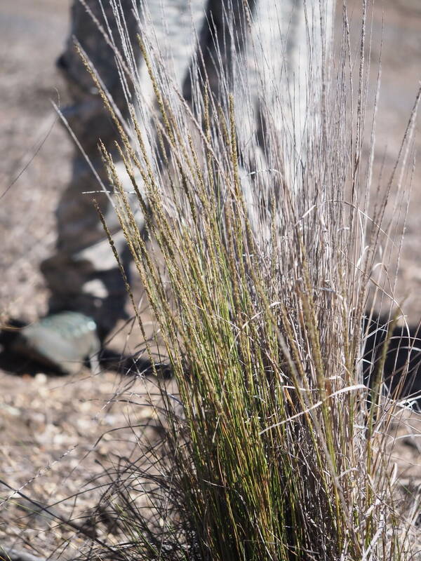 Eragrostis leptophylla Plant