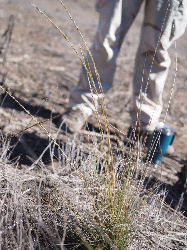 Eragrostis leptophylla Plant