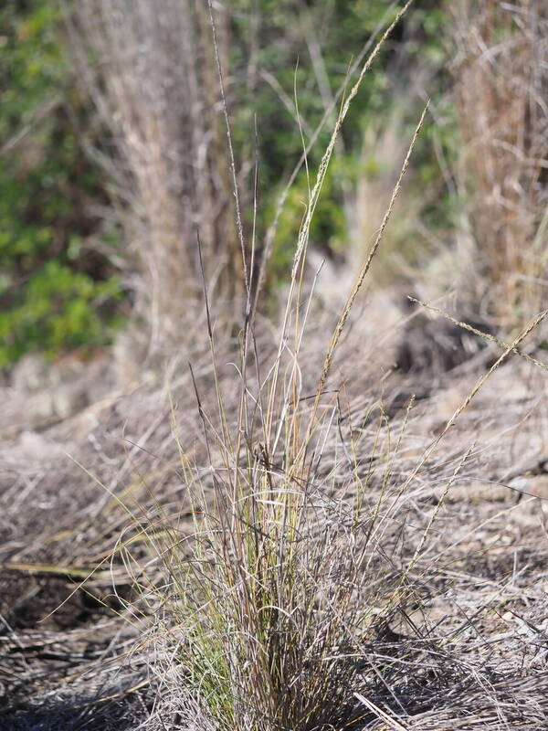 Eragrostis leptophylla Plant