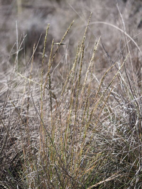 Eragrostis leptophylla Plant