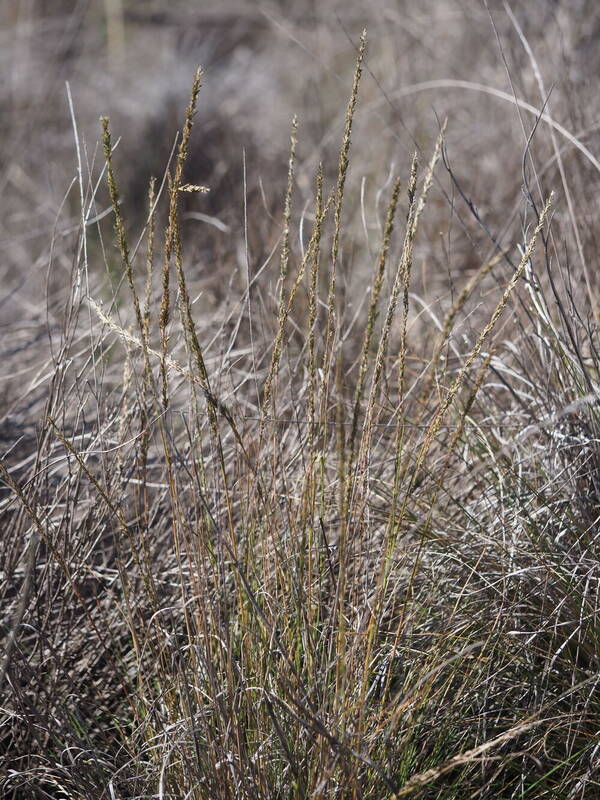 Eragrostis leptophylla Plant