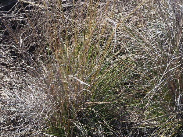 Eragrostis leptophylla Plant