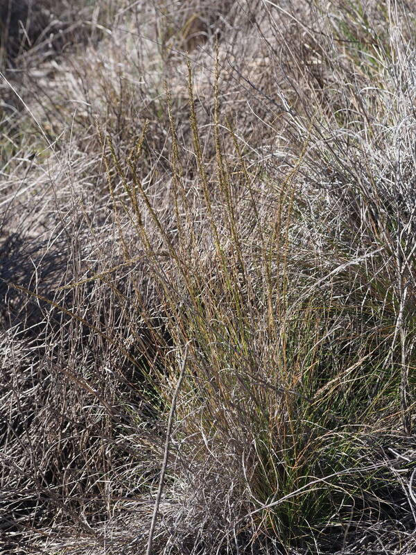 Eragrostis leptophylla Plant