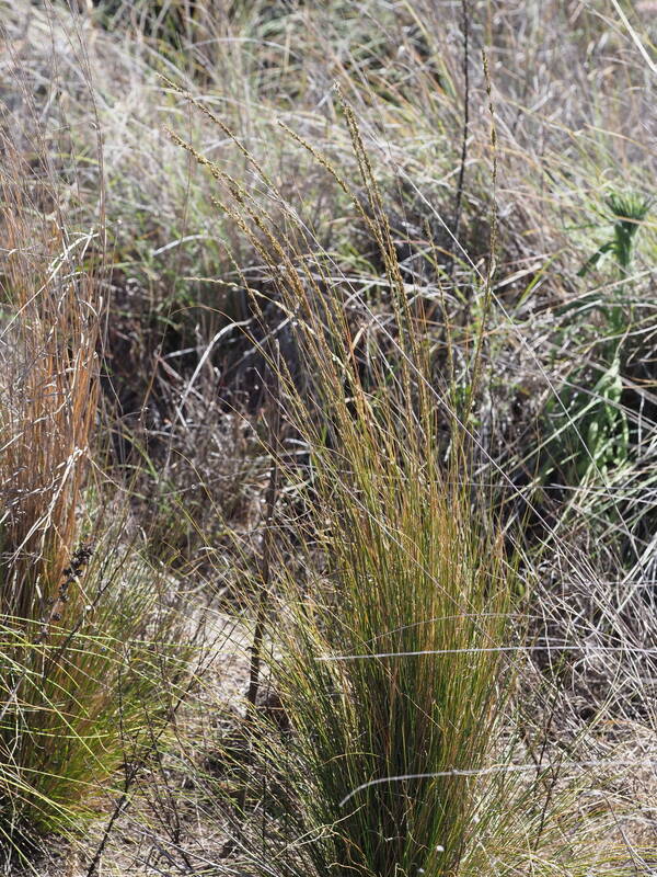 Eragrostis leptophylla Plant