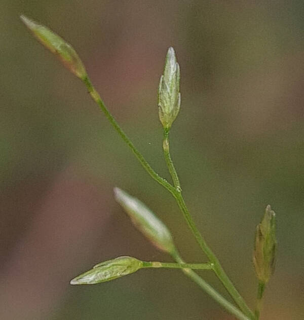 Eragrostis leptostachya Spikelets