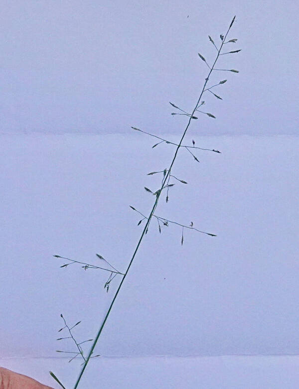 Eragrostis leptostachya Inflorescence